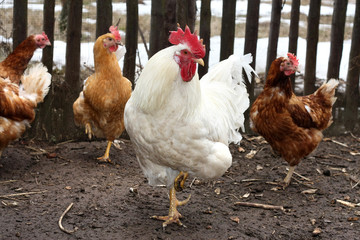 Chicken and cock,