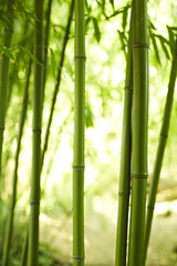 Fototapeta na wymiar drei Bambushalme