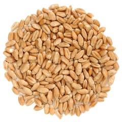 Raw wholegrain wheat in round shape, isolated