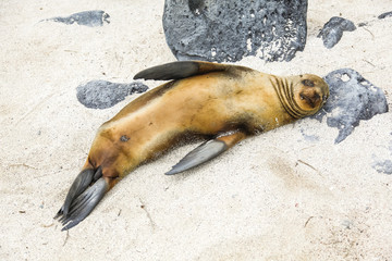 Sea Lion lying