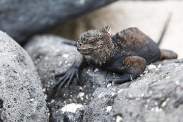 small marine iguana