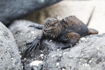 small marine iguana