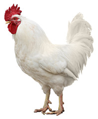Chicken isolated on a white background