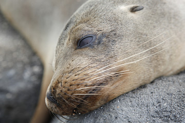 Naklejka premium Head sea lion, Galapagos