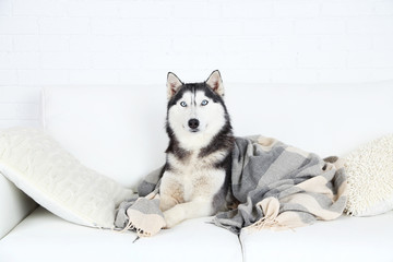 Beautiful cute husky lying on sofa with plaid in white room