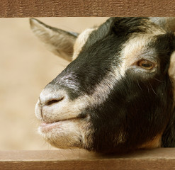 Fototapeta premium black goat