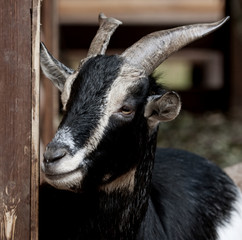 black goat