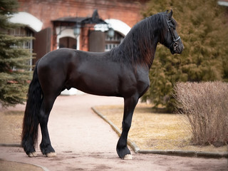 Black horse.