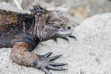 Small marine iguana