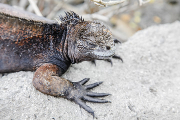 Small marine iguana