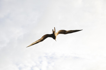 A magnificent frigatebird (Fregata magnificens) flies