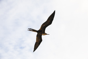 A magnificent frigatebird (Fregata magnificens) flies