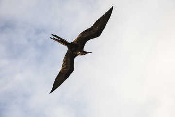 A magnificent frigatebird (Fregata magnificens) flies