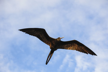 A magnificent frigatebird (Fregata magnificens) flies