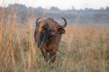 water buffalo in nairobi national park