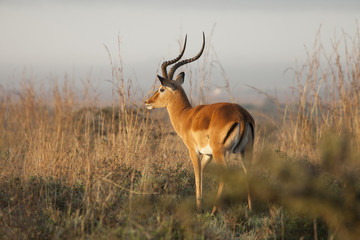 thompsons gazelle