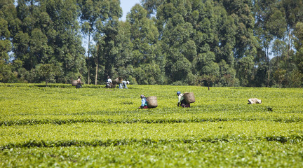 Workers picking fresh tea on a plantation in Kenya
