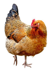 Brown hen isolated on  white background