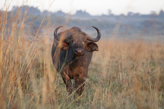 Water Buffalo In Nairobi National Park