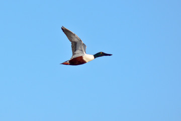mestolone (Anas clypeata) in volo maschio