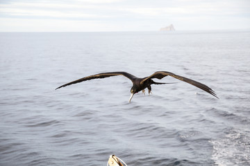 A magnificent frigatebird (Fregata magnificens) flies