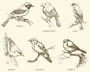 Vector set of birds: Bullfinch, Redstart, Nuthatch, Flycatcher,