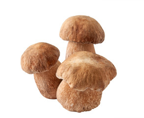 porcini mushrooms. Cep on white background