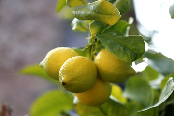 limon tree
