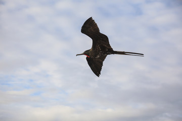 A magnificent frigatebird (Fregata magnificens) flies