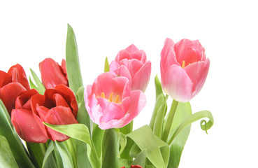 Beautiful red tulip. Isolated