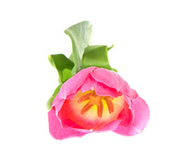 Beautiful Pink Tulip. Isolated