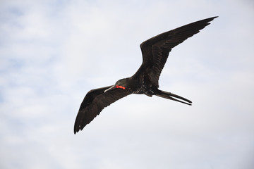 A magnificent frigatebird (Fregata magnificens) flies