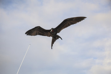 A magnificent frigatebird (Fregata magnificens) flies