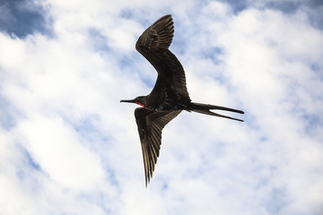 A magnificent frigatebird (Fregata magnificens) flies
