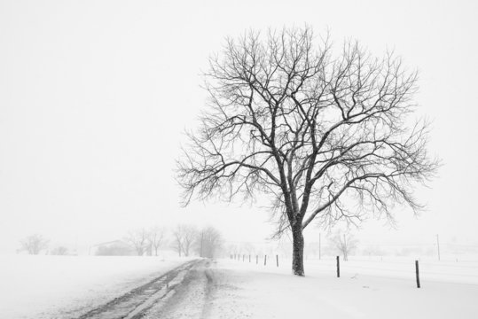Large Tree and Country Road during Snow Storm