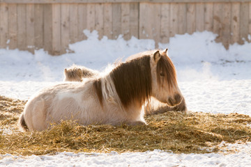 ponies having rest on a snow