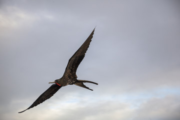 A magnificent frigatebird (Fregata magnificens) flies
