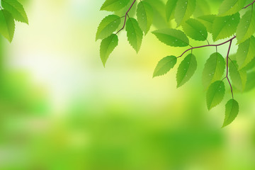 Fototapeta na wymiar Fresh green leaves background, vector illustration