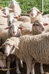 herd of white rams