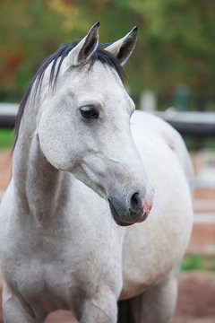Portrait of purebred white horse