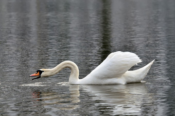 Naklejka premium White mute Swan (Cygnus olor)