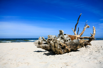 Extremely large piece of driftwood on the sandy beach