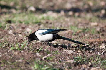Сорока. Magpie (Pica pica).