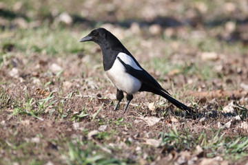 Сорока. Magpie (Pica pica).