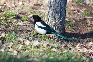 Сорока. Magpie (Pica pica).