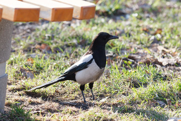 Сорока. Magpie (Pica pica).