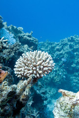 Naklejka na ściany i meble coral reef with hard coral in tropical sea-underwater