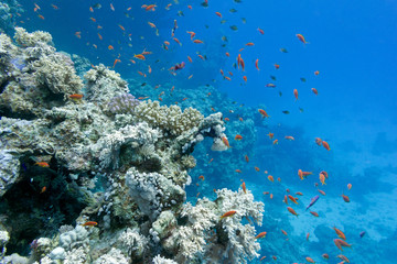 Fototapeta na wymiar coral reef with fishes anthias in tropical sea -underwater