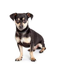 Adorable Chihuahua And Dachshund Mixed Breed Dog