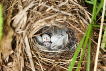 The nest of the Willow Warbler in nature.